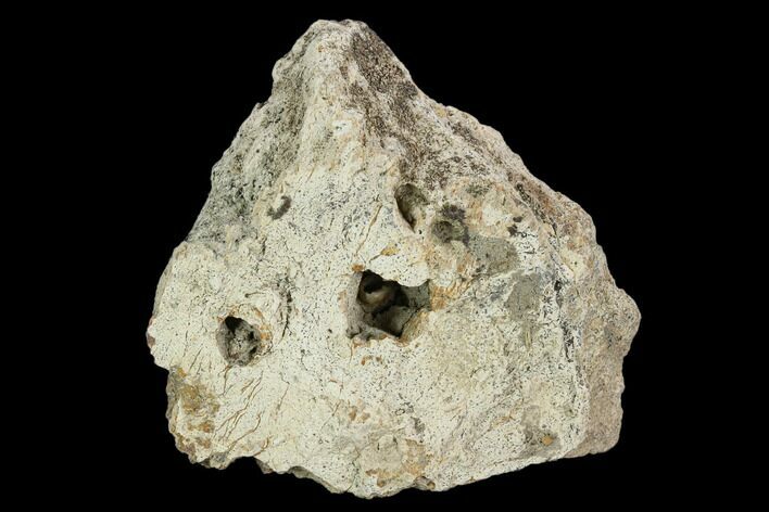 Fossil Triceratops Frill Section - North Dakota #117300